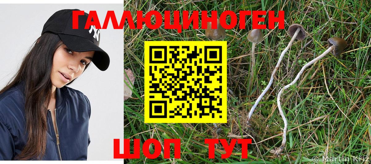 Псилоцибиновые грибы GOLDEN TEACHER  Псилоцибиновые грибы мухоморы  Тосно  Вход с VPN 